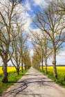 Sweden-Gotland Island-Romakloster-country road with yellow springtime flowers Art Print